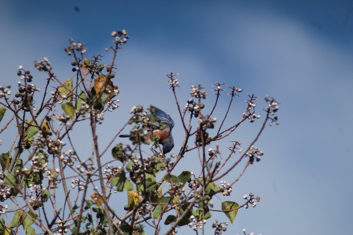 Eastern Bluebird - ML276355611