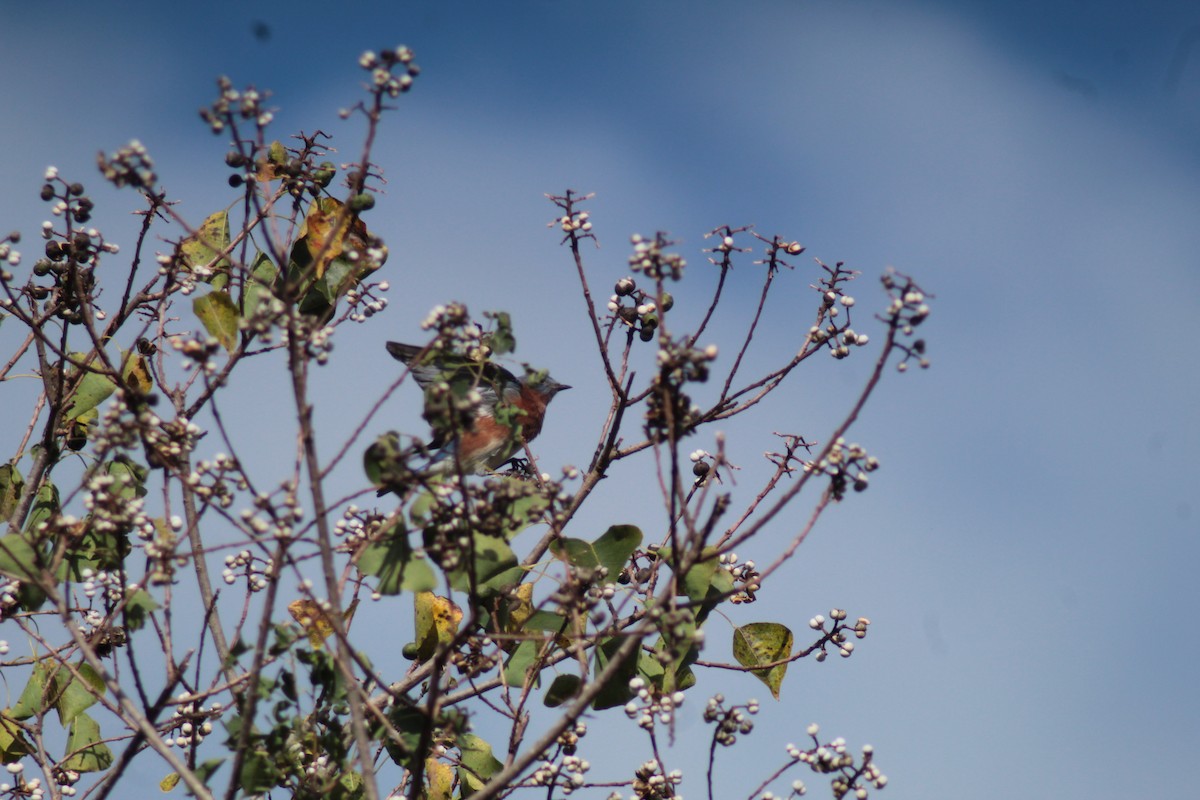 Eastern Bluebird - ML276355661