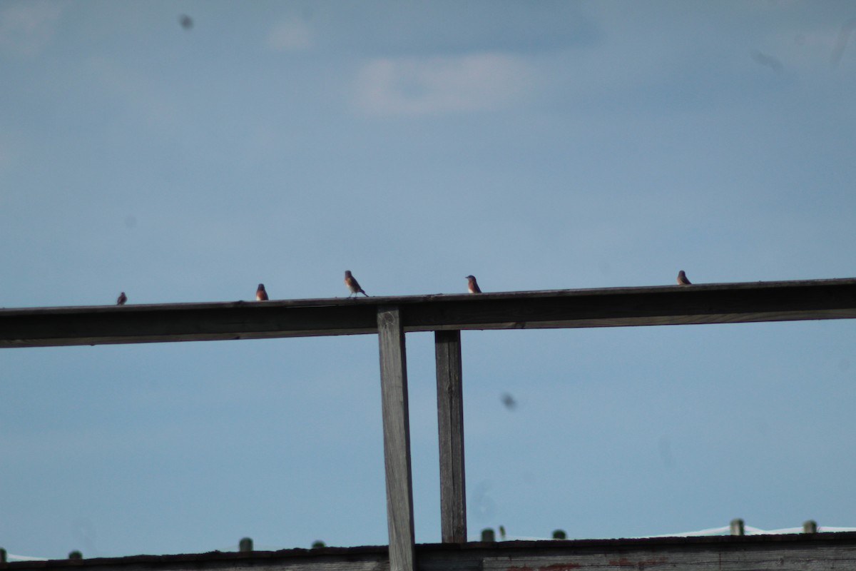 Eastern Bluebird - ML276356031