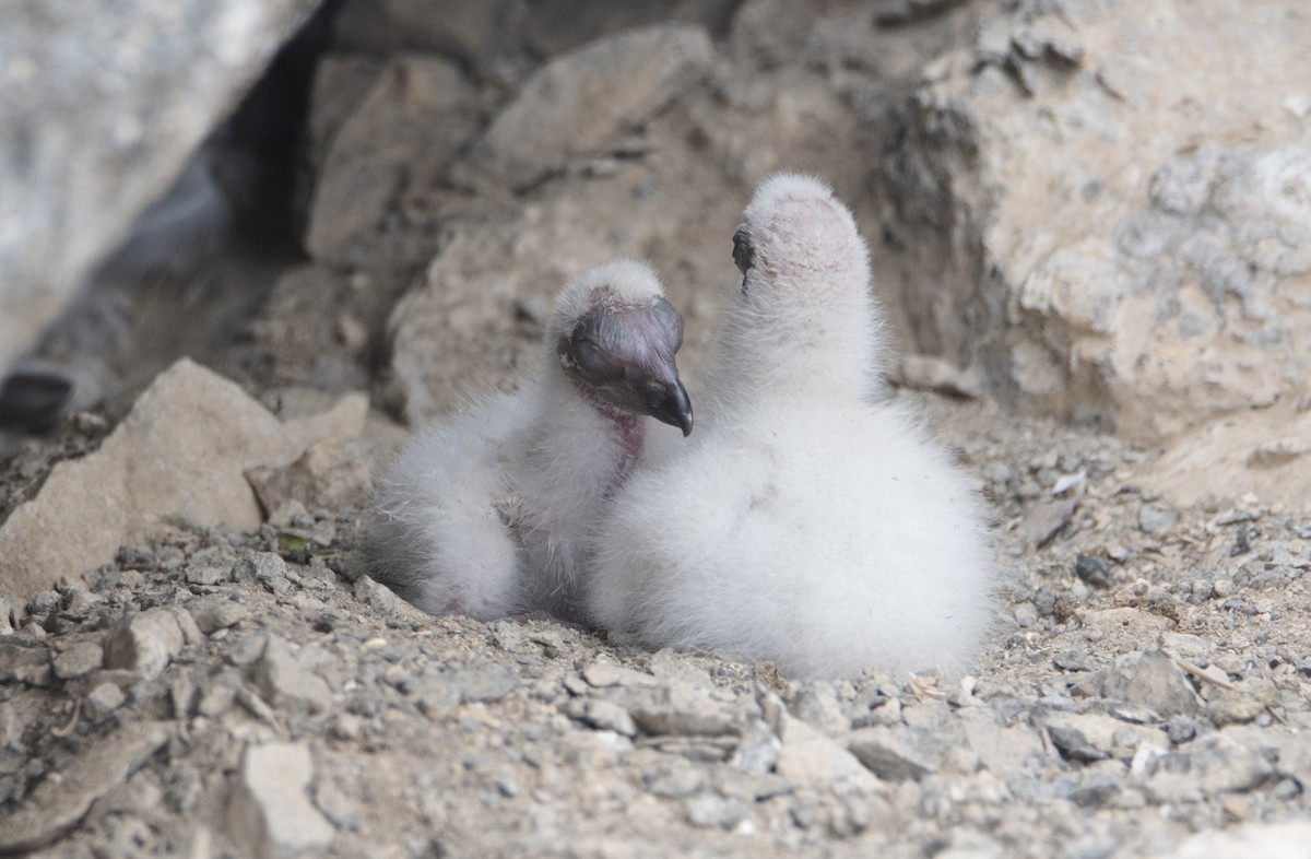 Turkey Vulture - ML276357271