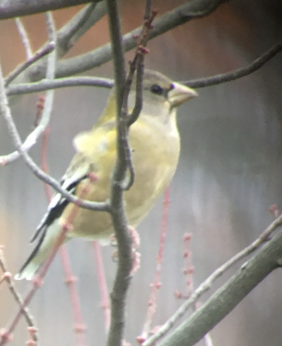 Evening Grosbeak - ML276357441