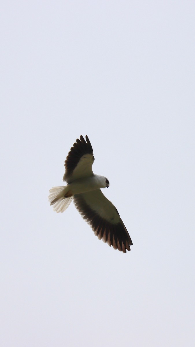 Black-winged Kite - Ng SH