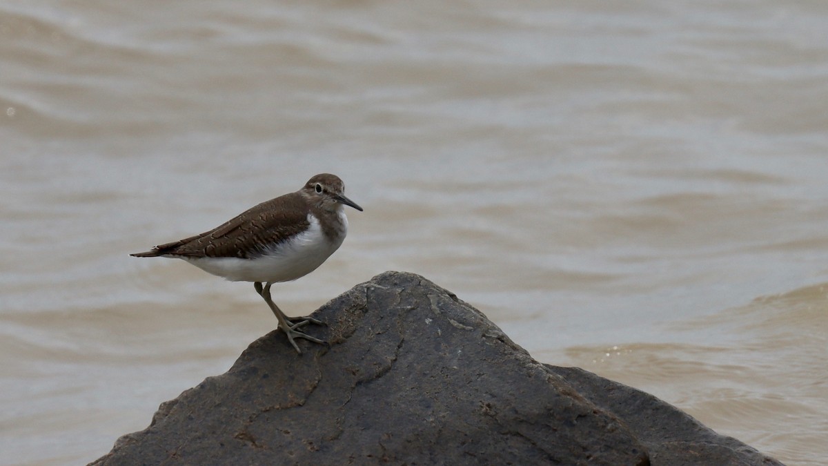 Common Sandpiper - ML276359201