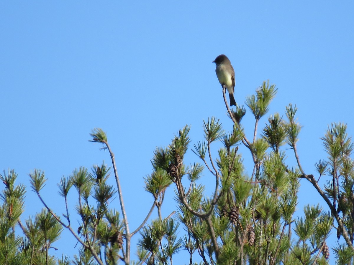 Eastern Phoebe - ML276364141