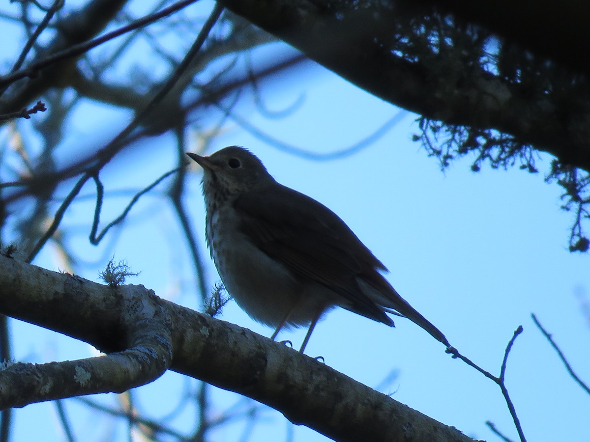 Hermit Thrush - ML276364351
