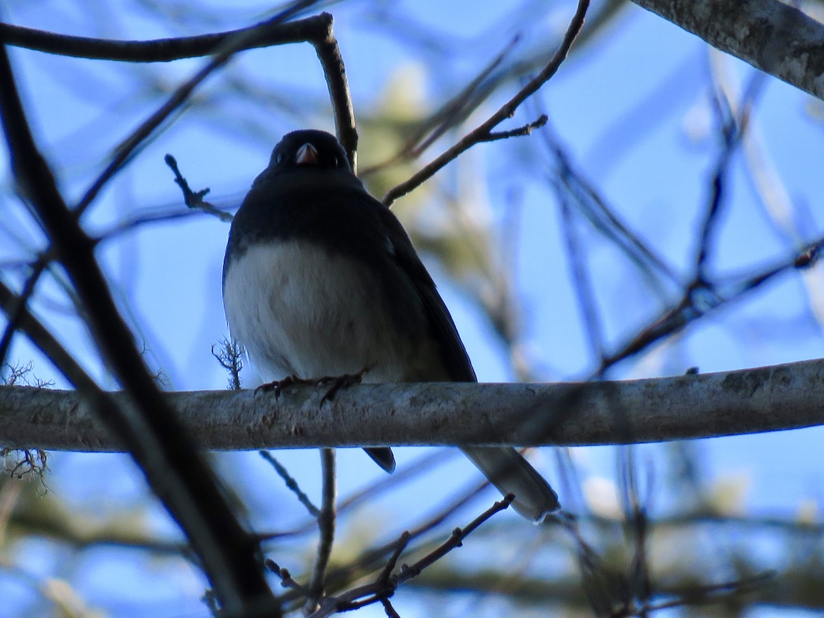 Dark-eyed Junco - ML276364451