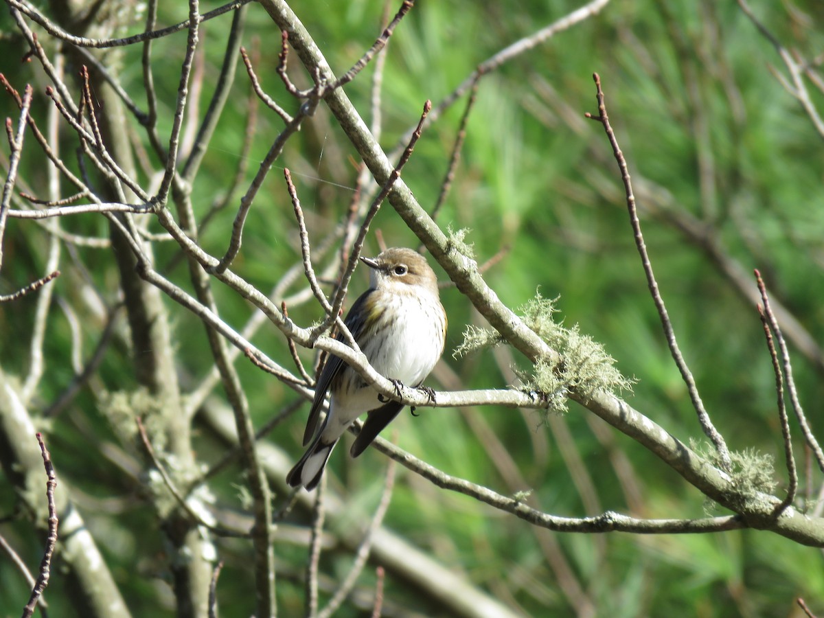 Yellow-rumped Warbler - ML276364541