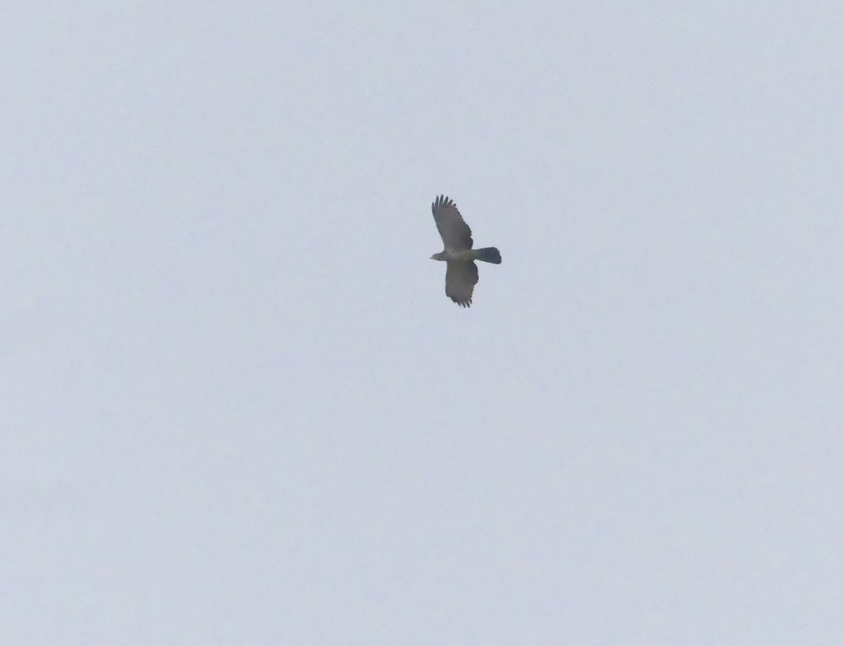 Oriental Honey-buzzard - Kaushik Sarkar