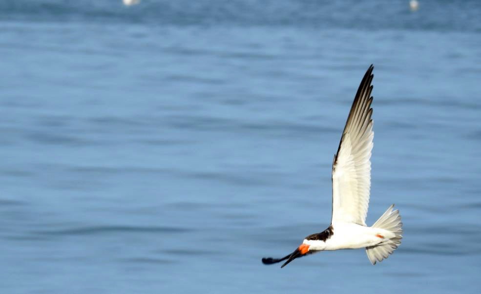 Black Skimmer (intercedens) - ML276367351