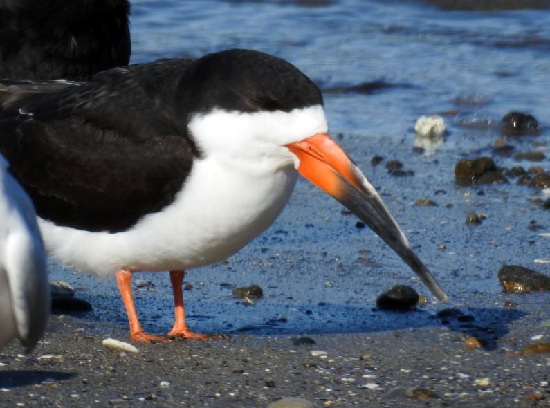 Black Skimmer (intercedens) - ML276367481