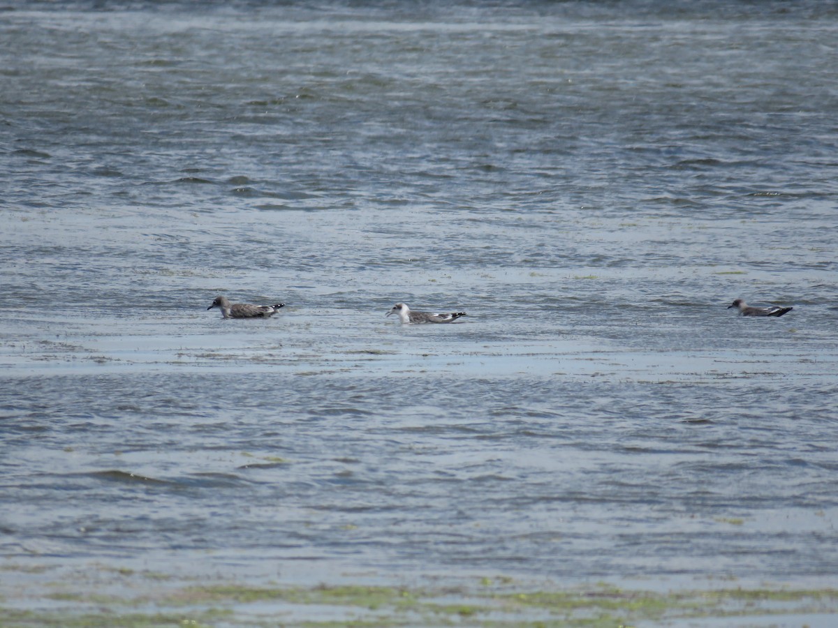 Franklin's Gull - ML276367801