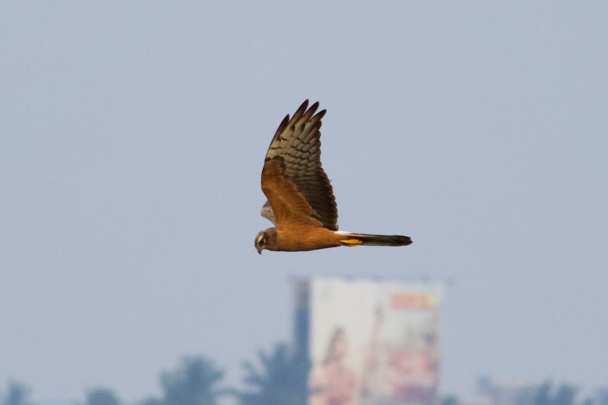 Pallid Harrier - Prabhanjan Behera