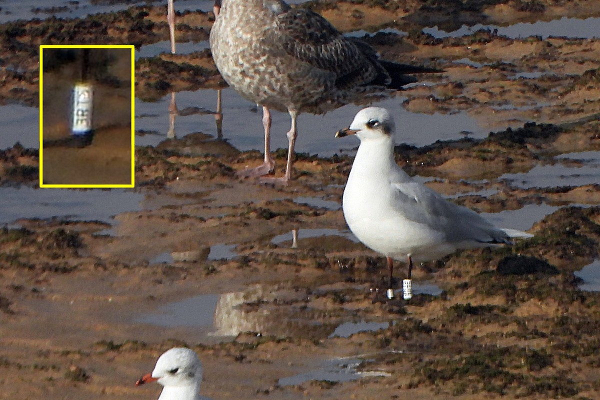 Mediterranean Gull - Rui Jorge