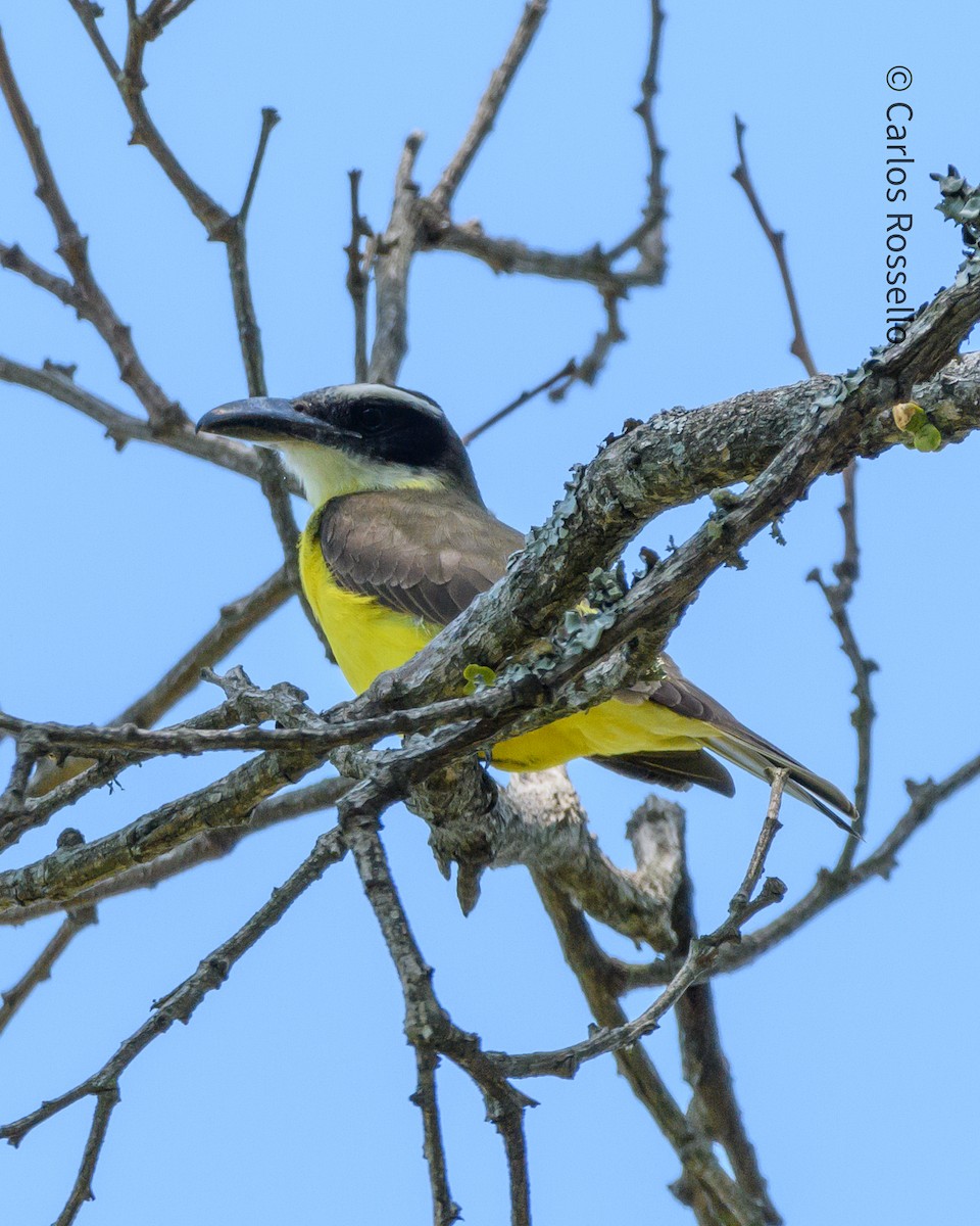 Boat-billed Flycatcher - Carlos Rossello