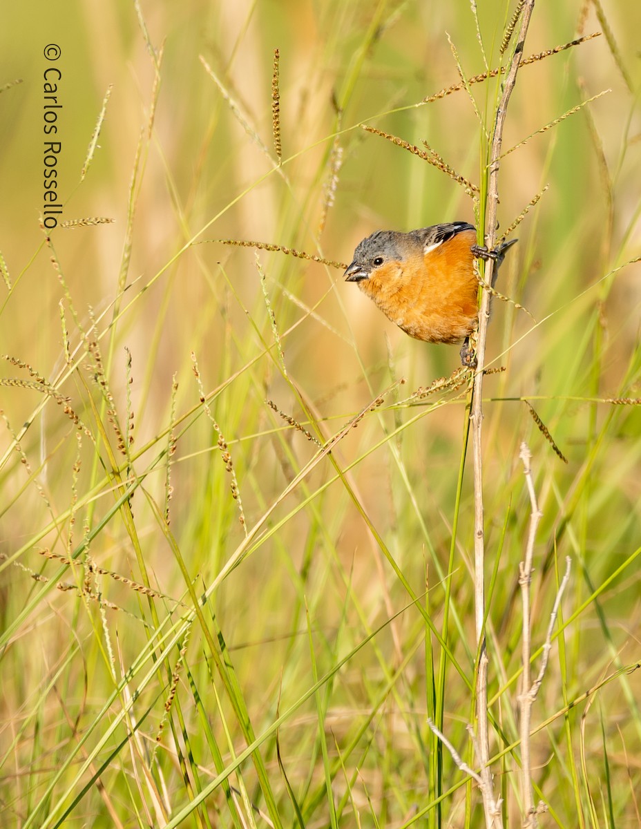 Tawny-bellied Seedeater - ML276371431