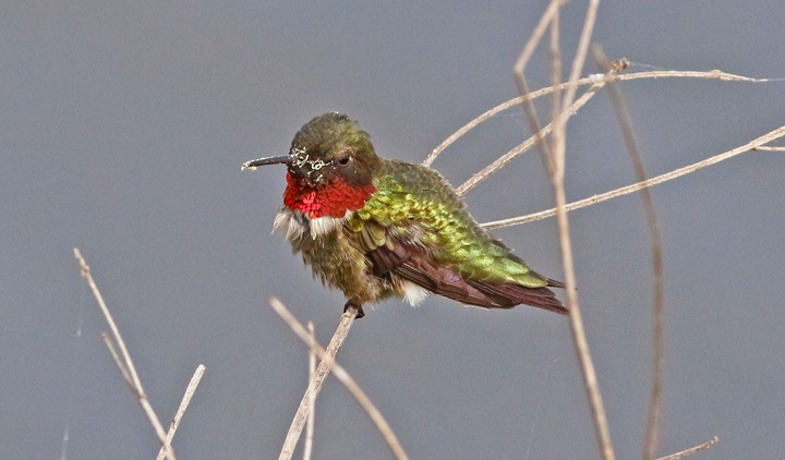 Ruby-throated Hummingbird - ML27637181