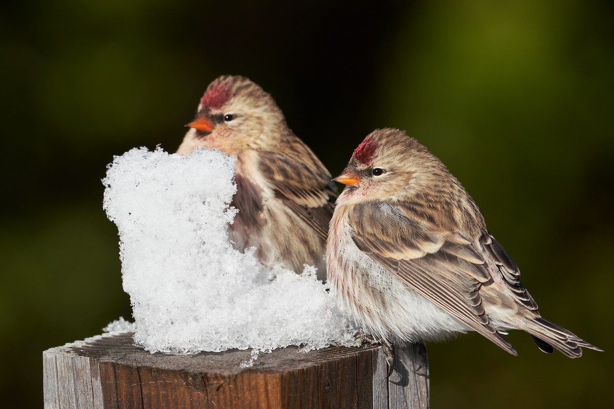 Redpoll (Common) - ML276373841