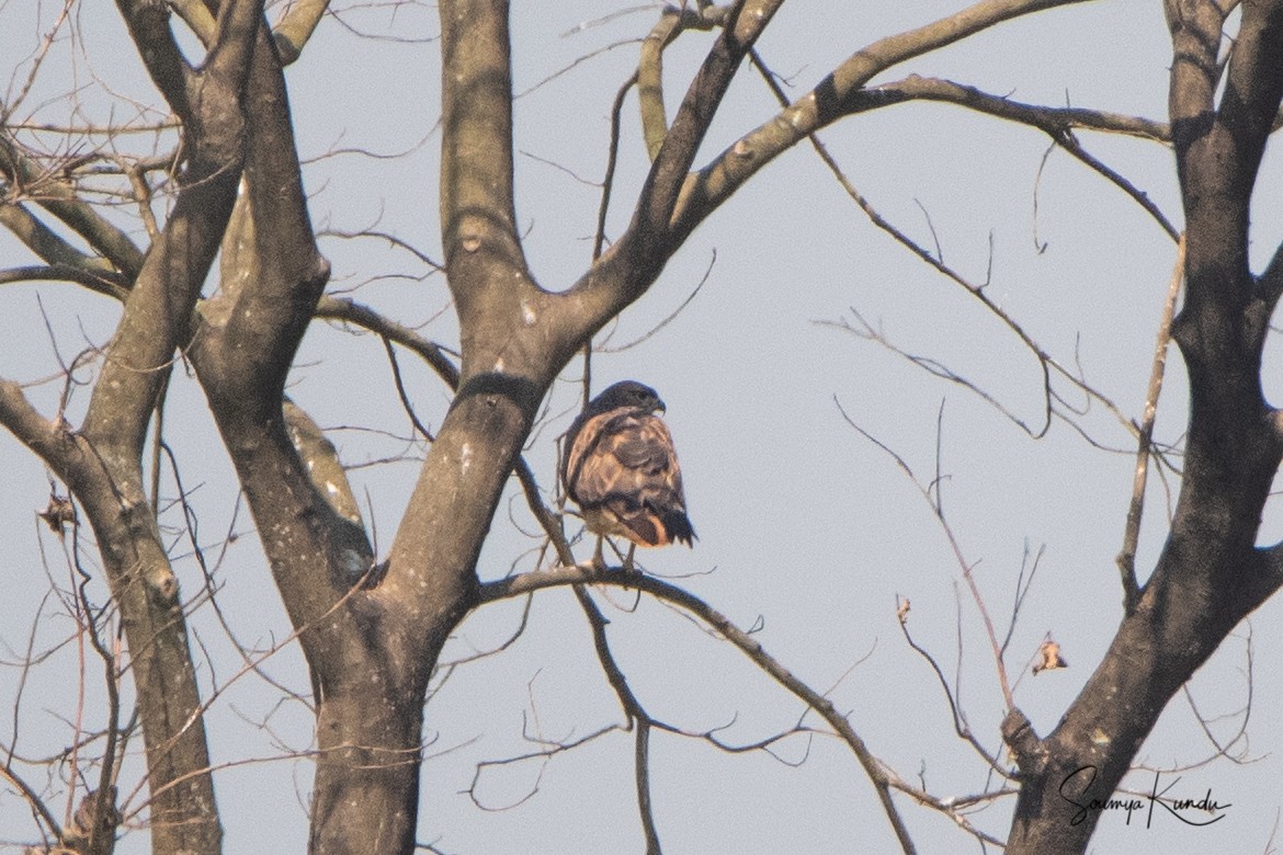 Himalayan Buzzard - ML276374701