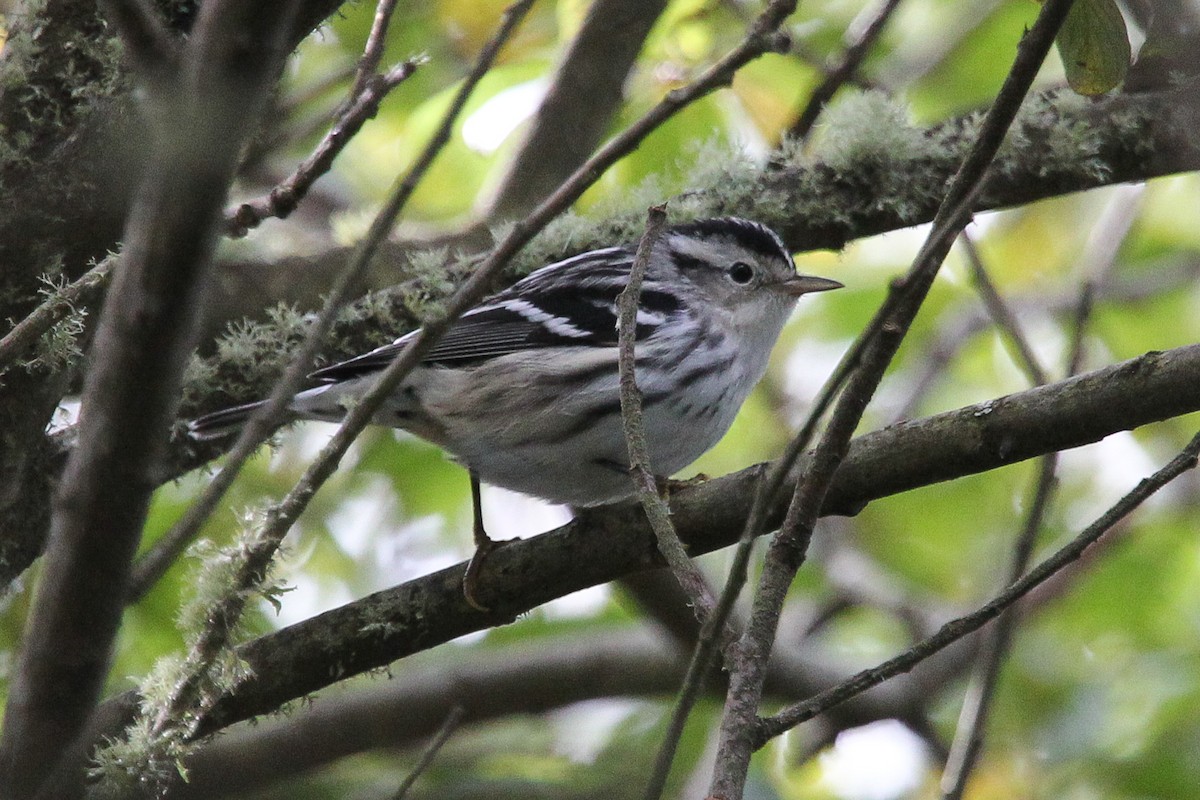 Black-and-white Warbler - Simon Colenutt