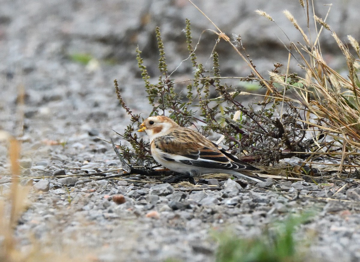 Snow Bunting - ML276375171