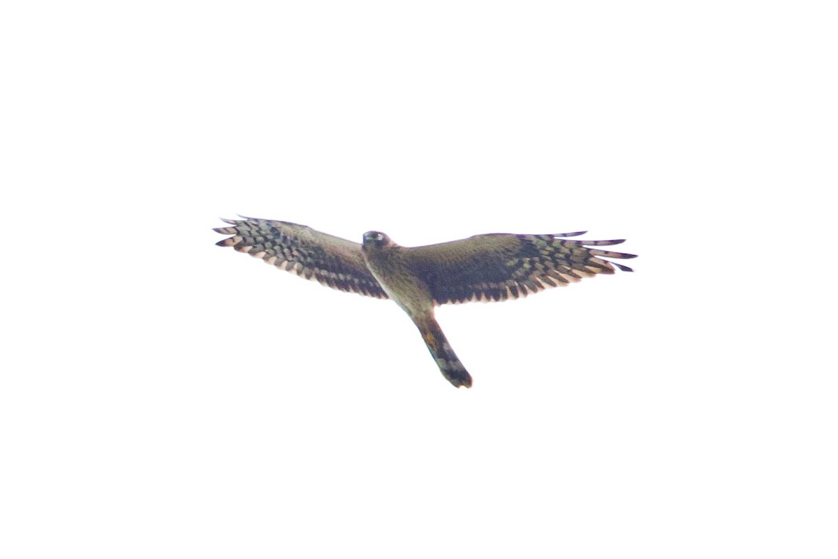 Pallid Harrier - Prabhanjan Behera