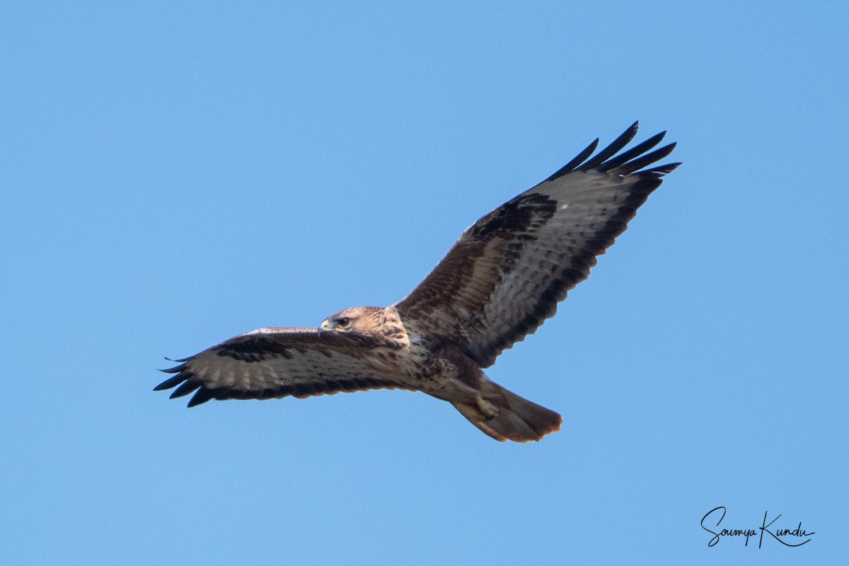 Himalayan Buzzard - ML276375921