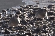 Long-billed Dowitcher - ML276376541