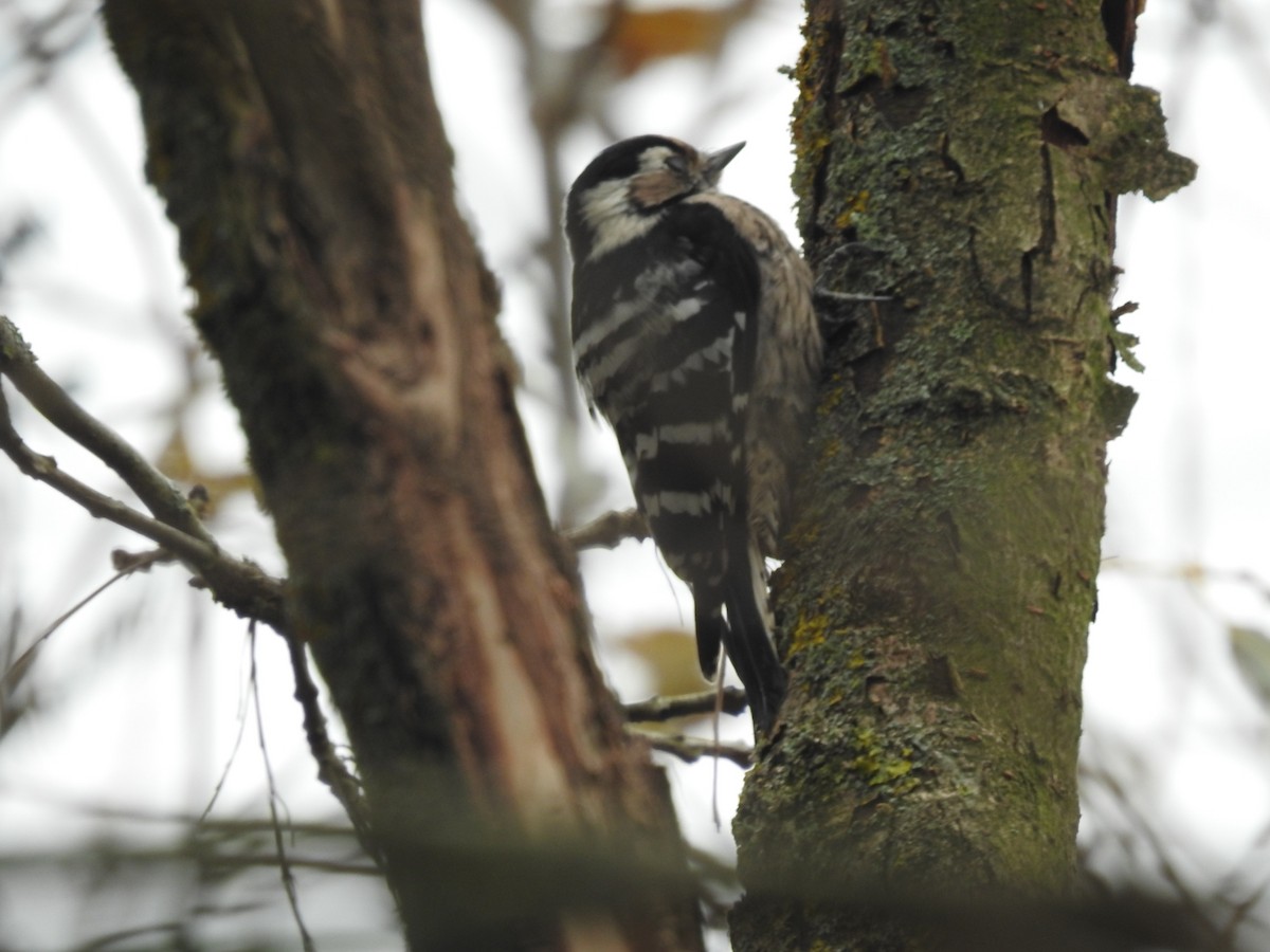 Lesser Spotted Woodpecker - Miguel Mitchél