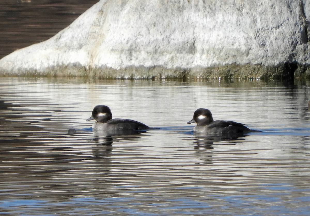 Bufflehead - Sue Plankis