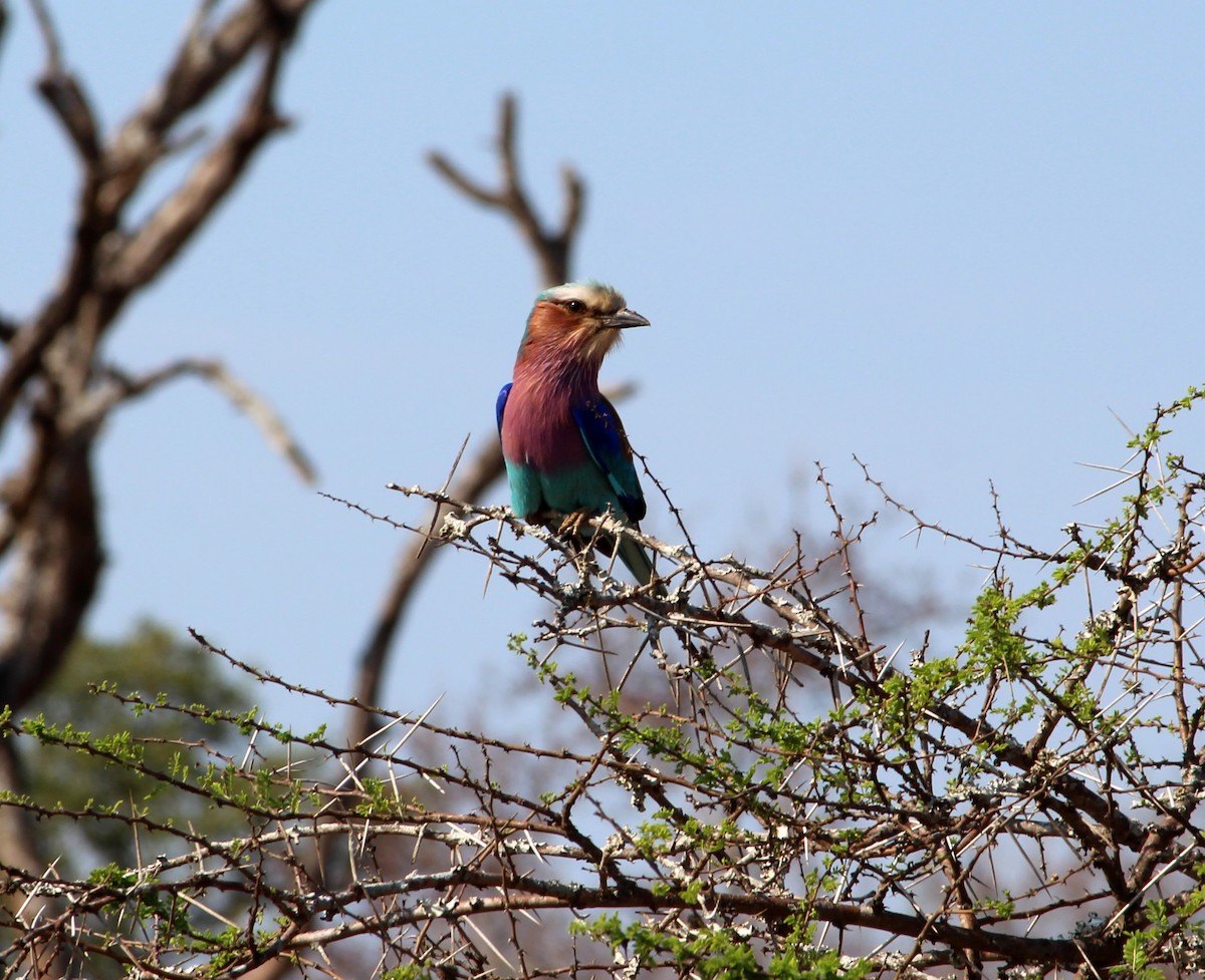 Lilac-breasted Roller - ML276380541