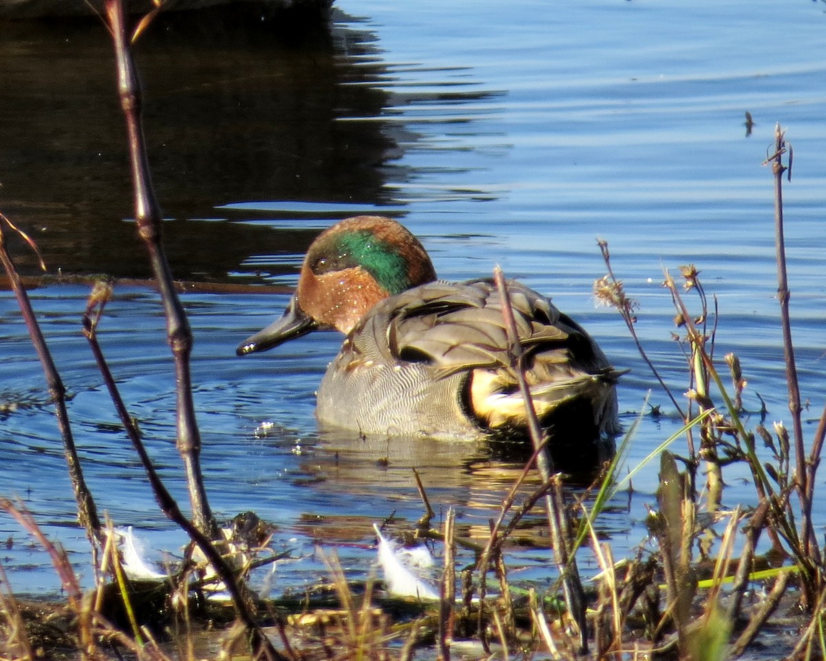 Green-winged Teal - ML276381451