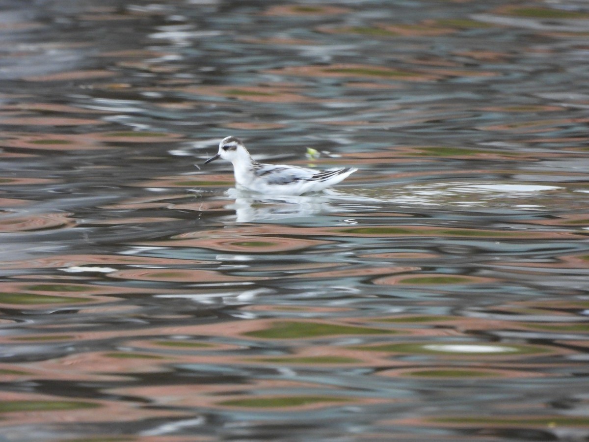 Red Phalarope - ML276382341