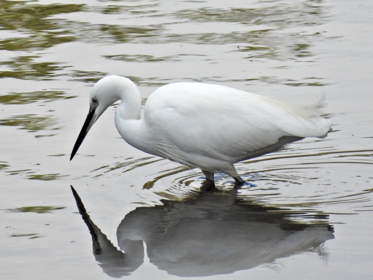 Little Egret - José Ramón Martínez