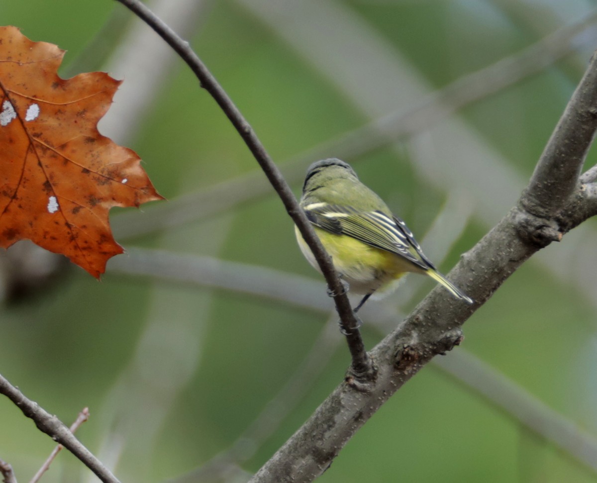 Blue-headed Vireo - ML276385331