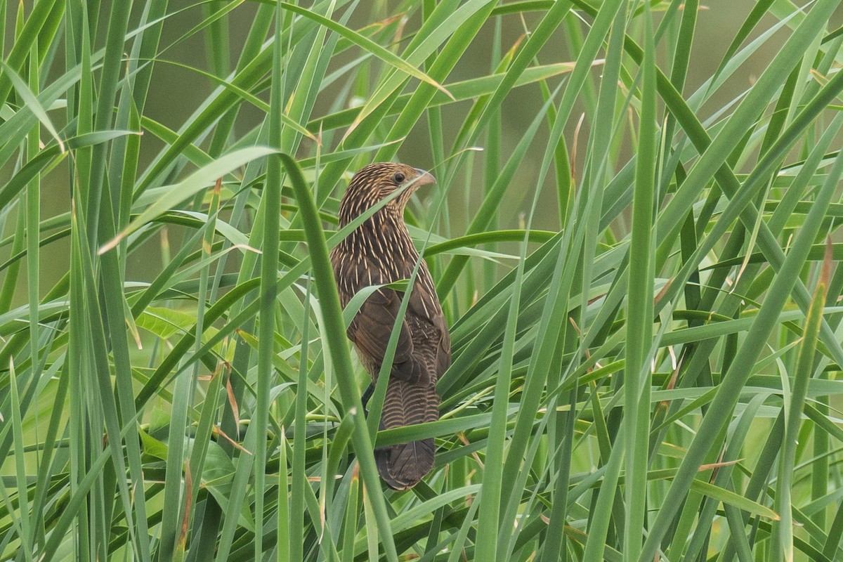 Lesser Coucal - Wich’yanan Limparungpatthanakij