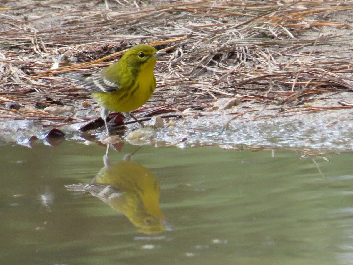 Pine Warbler - ML276387661