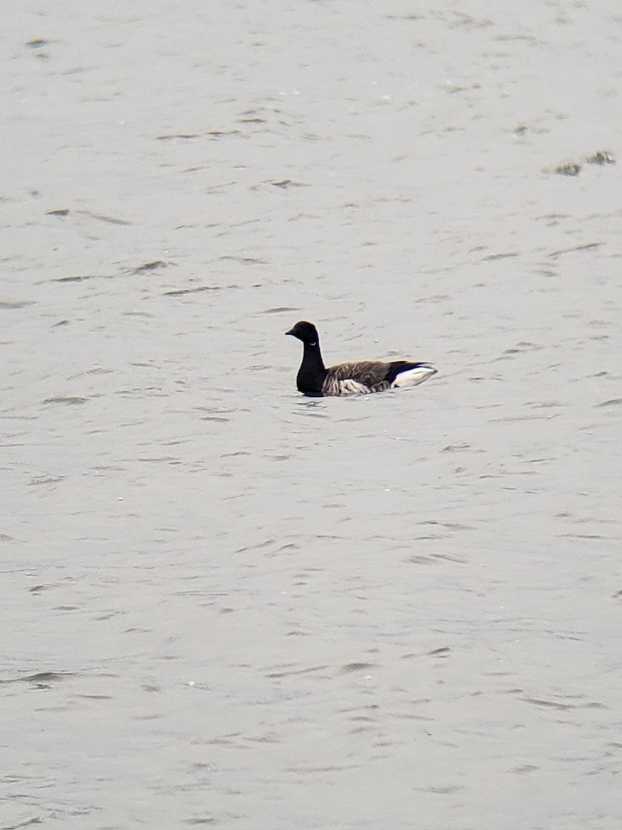 Brant - ML276388631