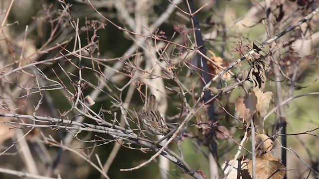 Song Sparrow - ML276389511