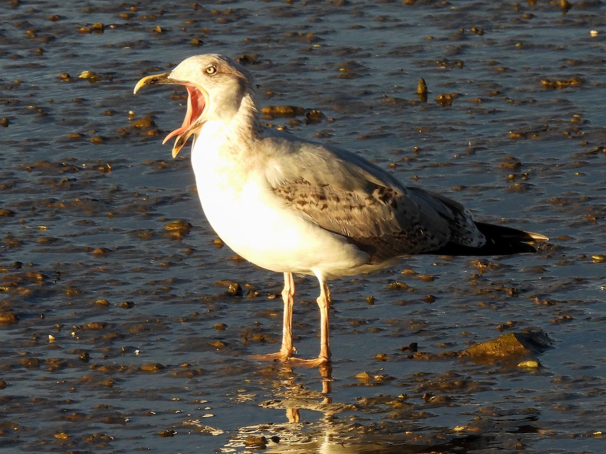 Yellow-legged Gull - José Ramón Martínez