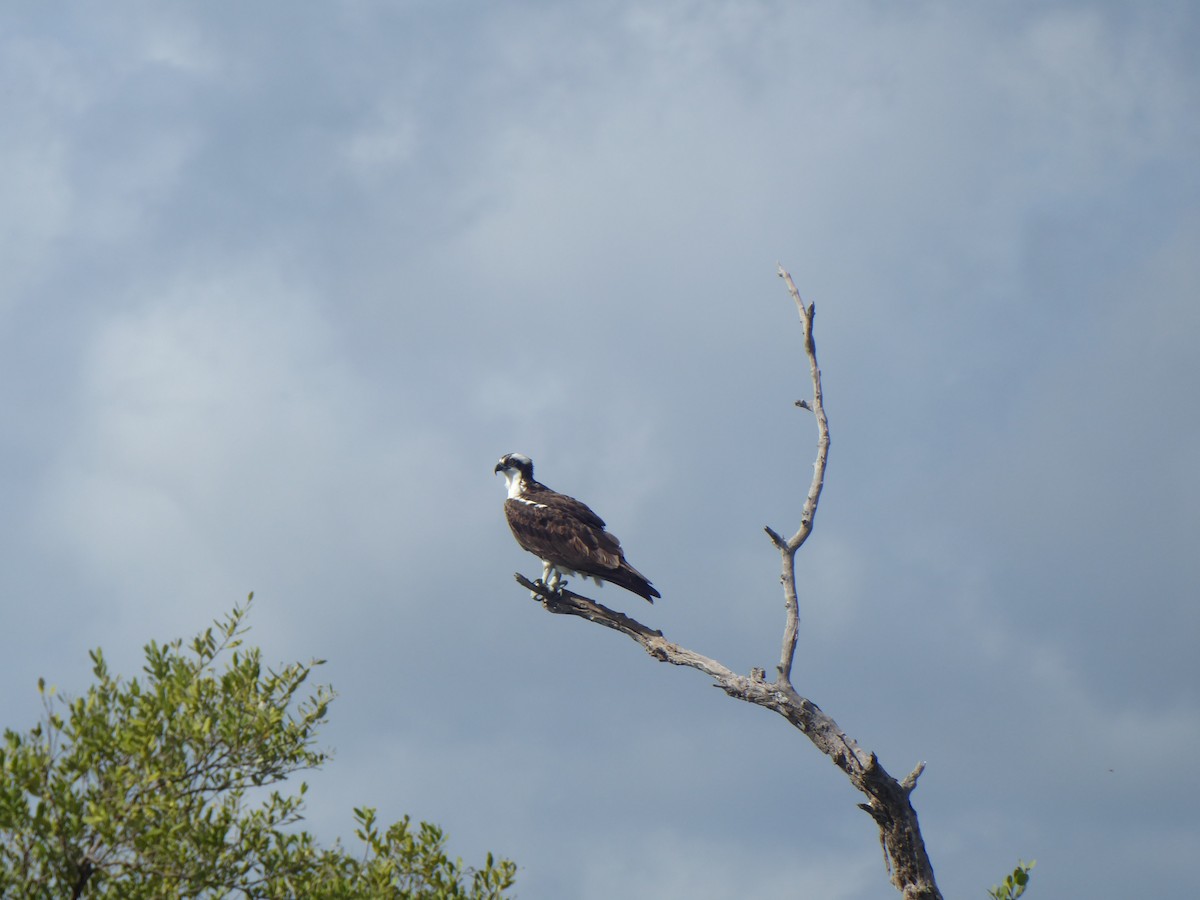 Águila Pescadora - ML276389961