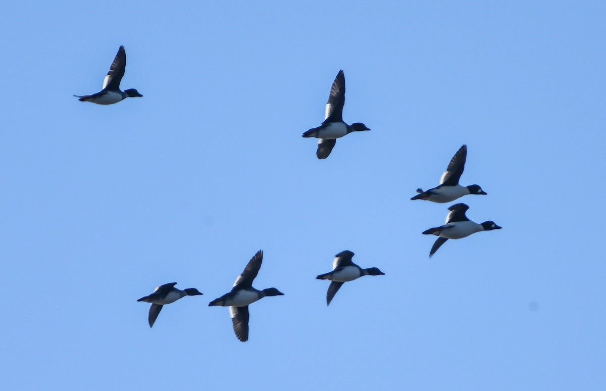 Common Goldeneye - ML276390311