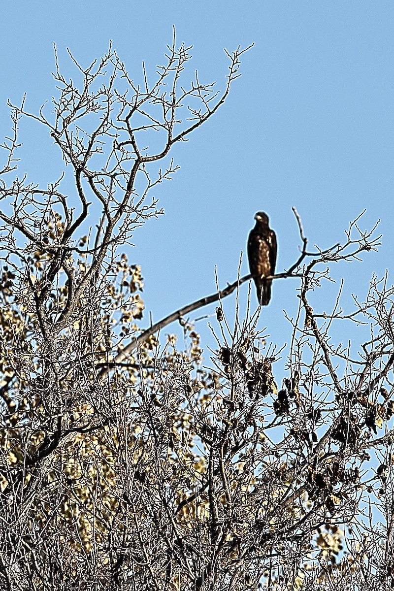 Weißkopf-Seeadler - ML276390701