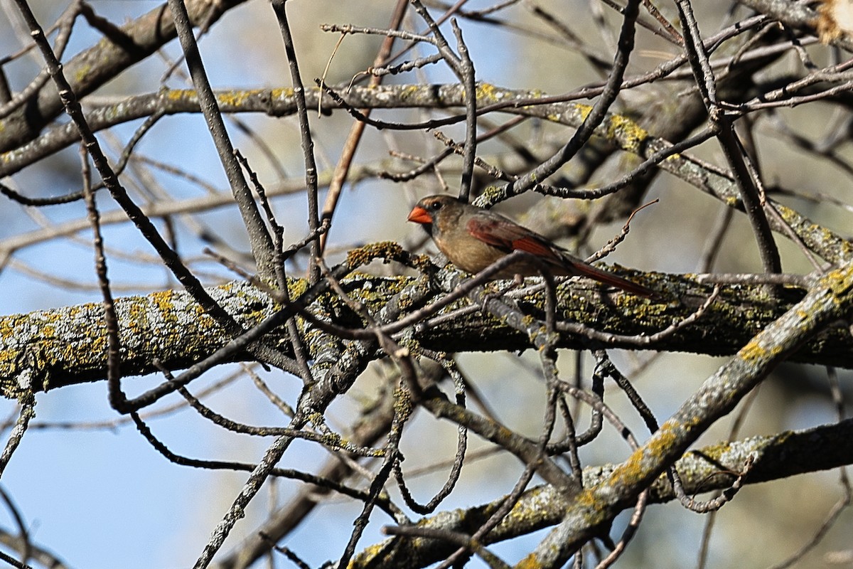 Northern Cardinal - ML276391321