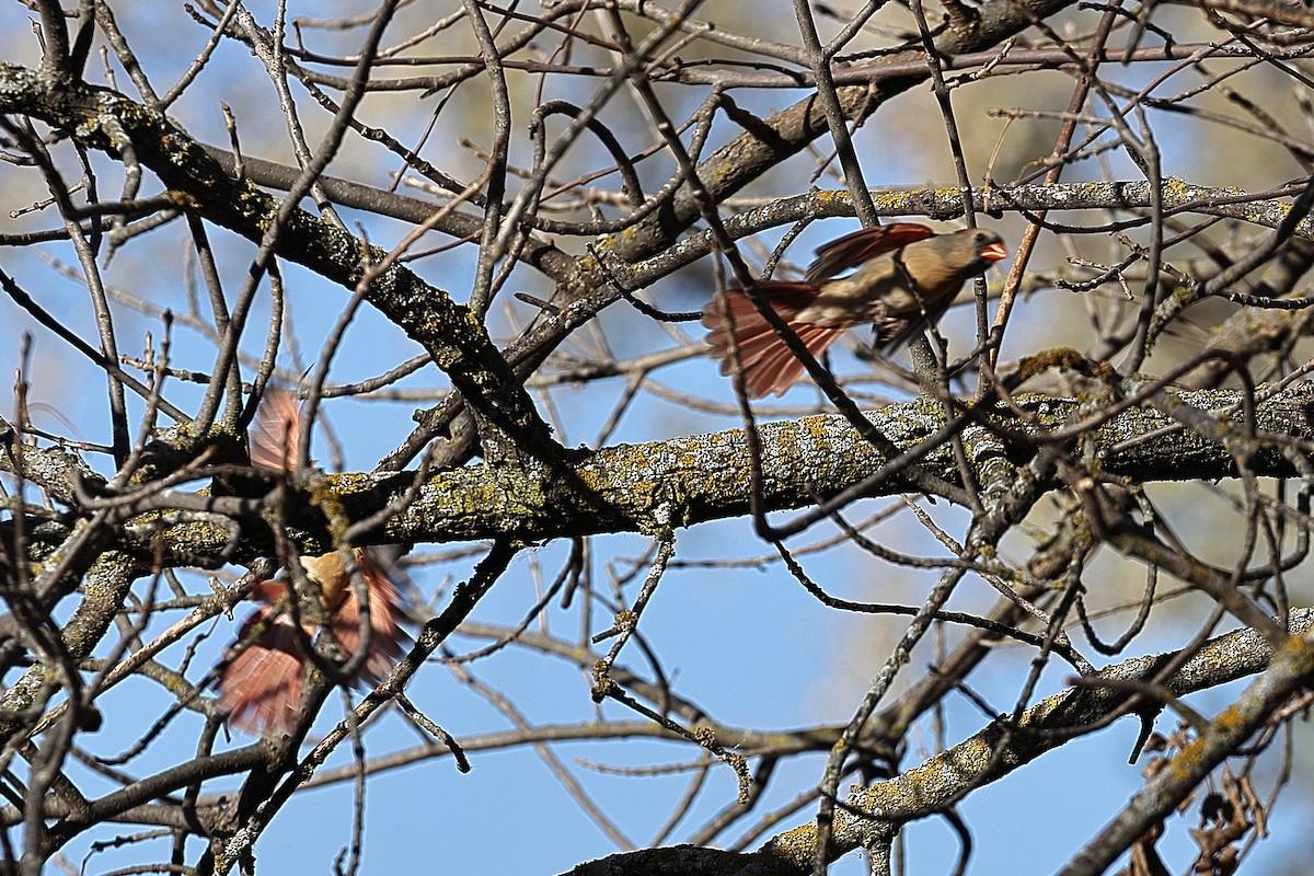 Northern Cardinal - Anonymous