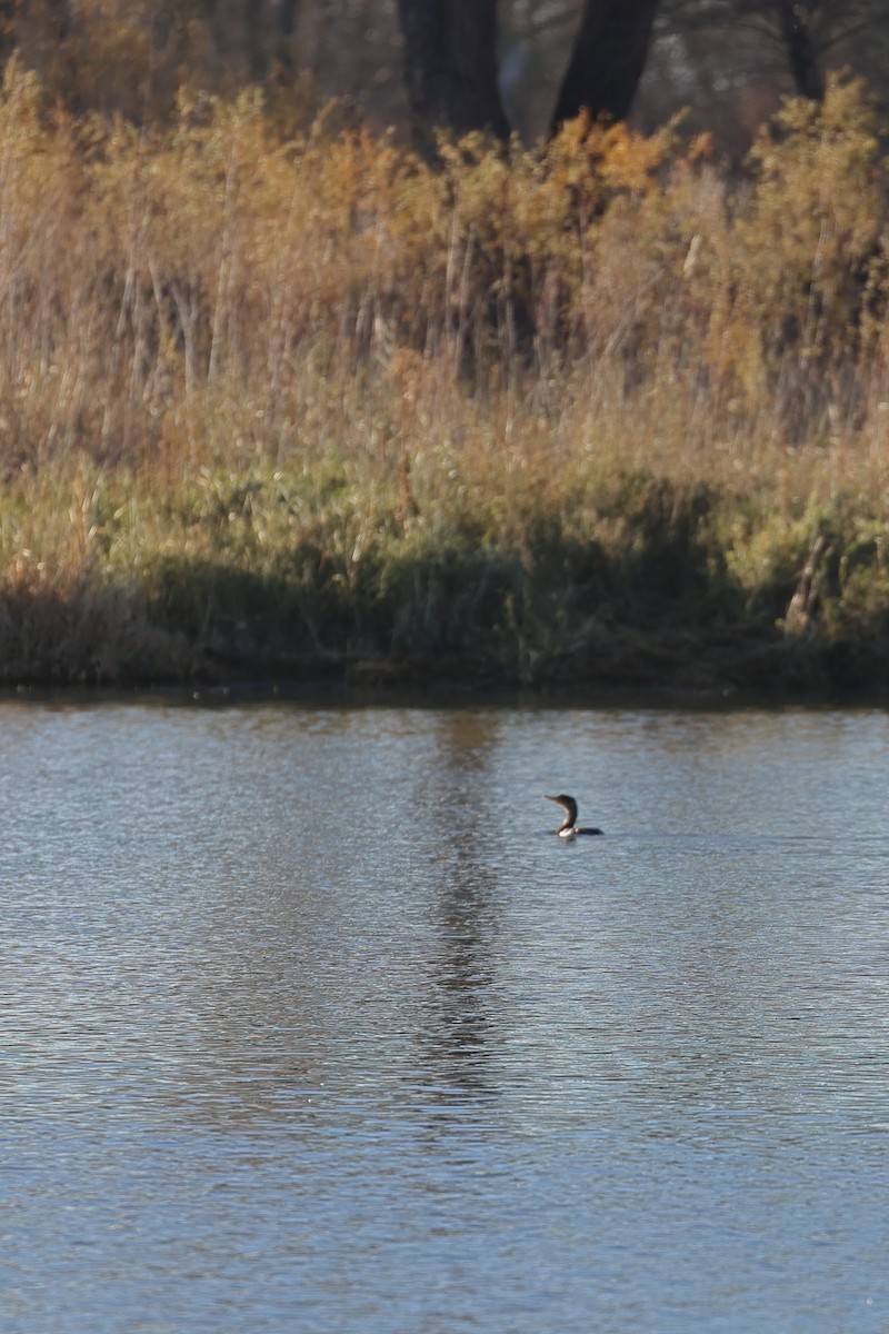 Double-crested Cormorant - ML276391561