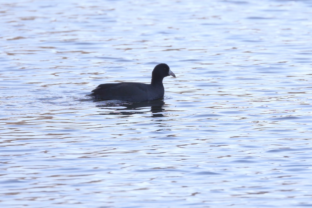 American Coot - ML276391591