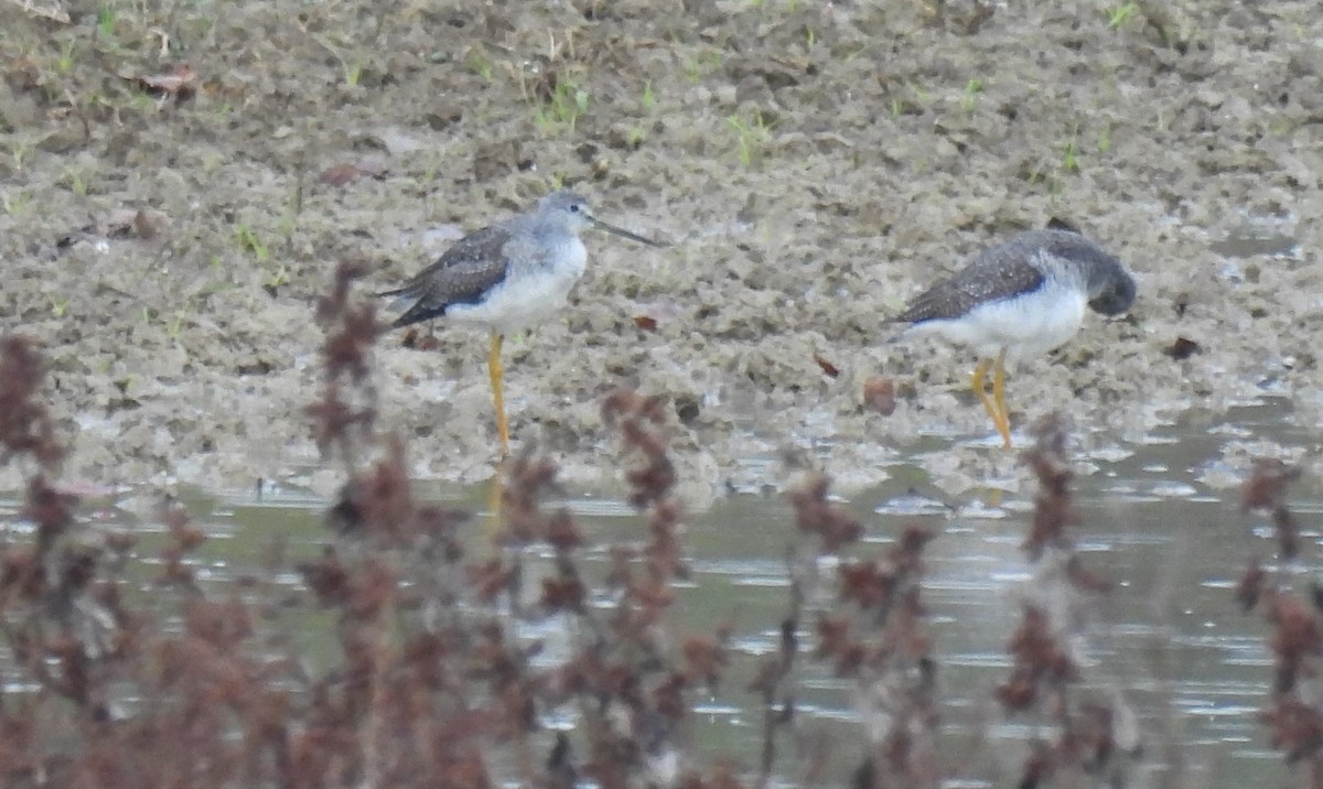 Greater Yellowlegs - ML276392501