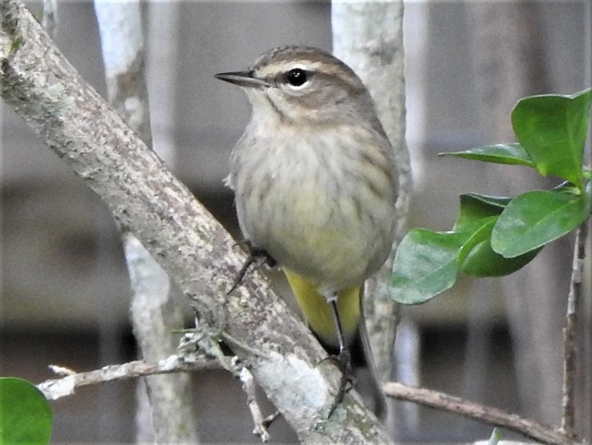 Palm Warbler - elwood bracey