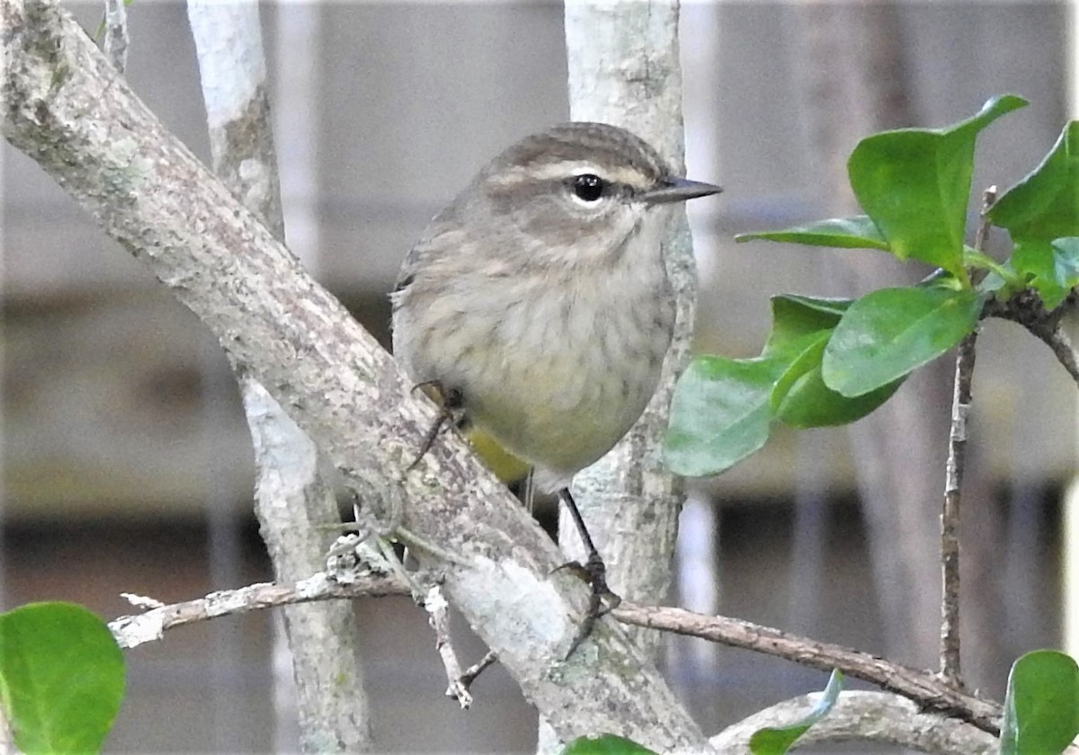 Palm Warbler - elwood bracey