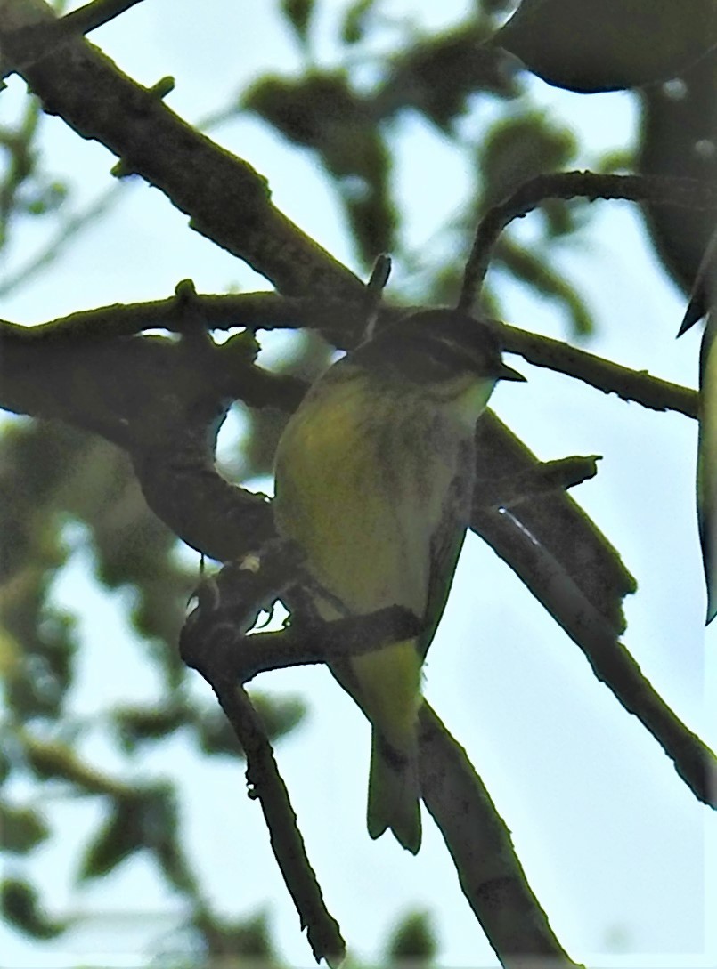 Prairie Warbler - elwood bracey